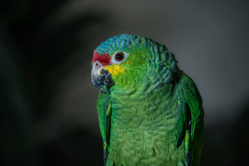 loro verde de Chiapas México