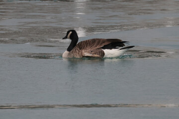 Obraz premium Canadian geese paired up in breeding season being all territorial for nesting spots,