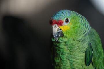 loro verde de Chiapas México