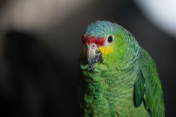 loro verde de Chiapas México