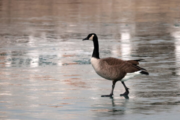 Canadian geese paired up in breeding season being all territorial for nesting spots,