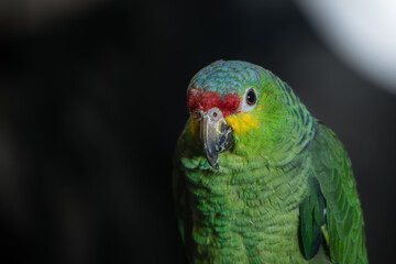 loro verde de Chiapas México