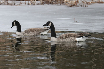 Canadian geese paired up in breeding season being all territorial for nesting spots,