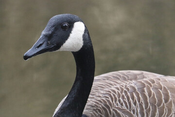 Canadian geese paired up in breeding season being all territorial for nesting spots,