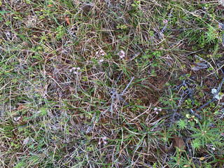 natural background of tundra plants above the arctic circle