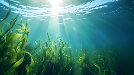 Seaweed and natural sunlight underwater seascape in the ocean, landscape with seaweed