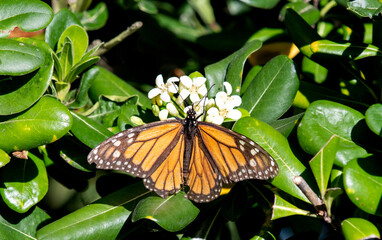 Monarch butterfly lands on a flower and spreads wings