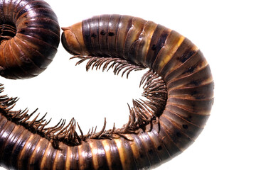 Millipede dead from exposure from sun due to deforestation and removal of leaf litter