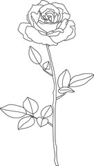 minimal roses svg png background remove