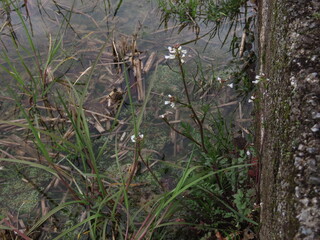 Obraz premium 田んぼに咲く白いタネツケバナの花