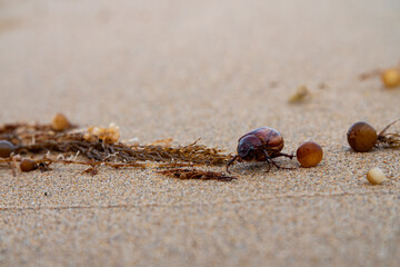 Phyllophaga bug crawling through sand and obstacles at the beach.