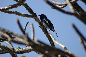 white bird in Sri lanka