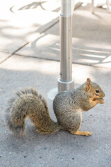 Squirrel eating a nut on city sidewalk