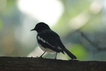 white bird in Sri lanka