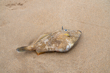Dead fish is laying at the beach.