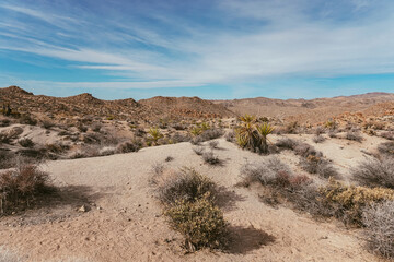 landscape in the desert