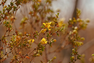 yellow desert flowers