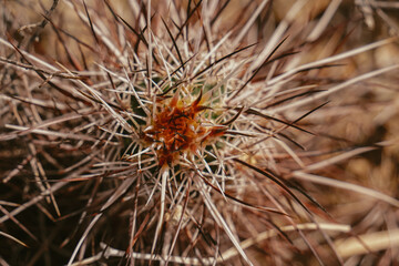 Cactus and needles