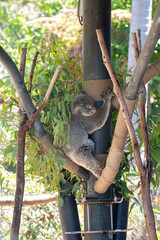 Koala Bear hanging onto poll with eucalyptus trees