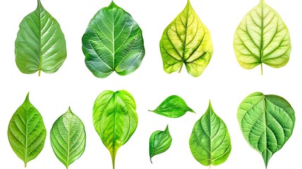 Set of beautiful form green leaves isolated on white background Leaves are beautiful in shape and...