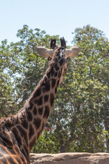 Giraffe walking in the sun with green trees 