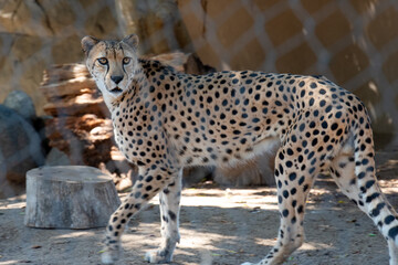 cheetah with spots