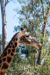 Giraffe walking in the sun with green trees 