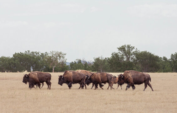 Herd of Buffalo walking