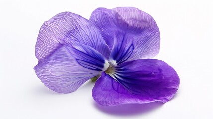 Beautiful Butterfly Pea on white background : Generative AI