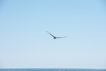 Pelican Flying under sunshine and blue sky