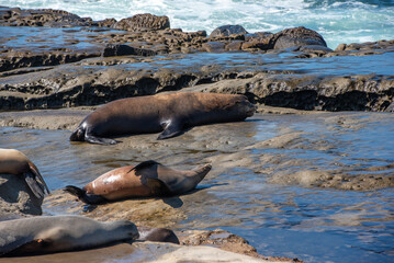 Seals and Sea Lions play on rocky beach at the pacific ocean in california