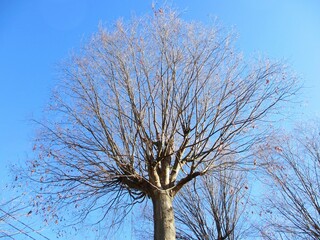 Leafless branches of trees in winter with blue sky background