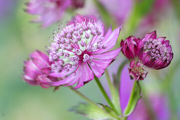 Fototapeta premium Pink inflorescence of a herbaceous ornamental umbellate plant astrantia close-up.inflorescence,