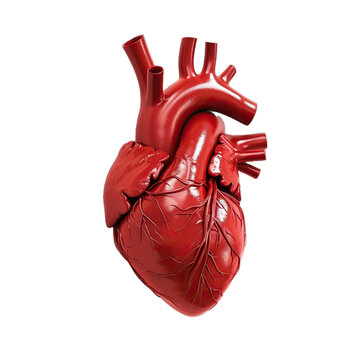 human heart anatomy isolated on white background