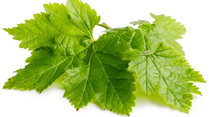 Juicy fresh young green leaf of black currant closeup isolated on white background : Generative AI