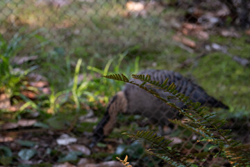 dinosaur in the grass