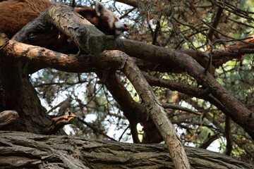Crimson Coziness: Capturing the Charm of the Red Panda