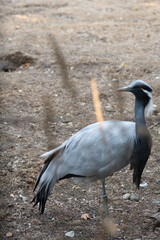 black crowned crane