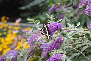 lavender flowers in the garden