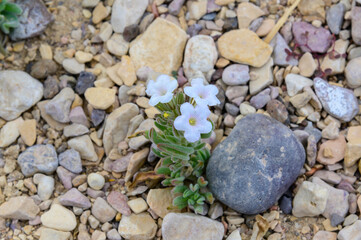 Rusty Popcornflowers, or Foothill Snowdrop wildflowers at Big Bend National Park, in southwest Texas.
