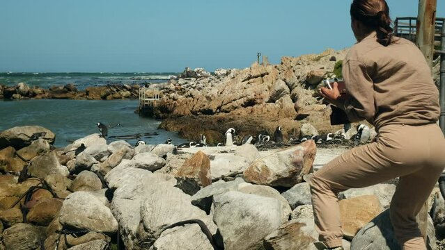 a female traveler in a safari hat with a camera takes a photo of a flock of penguins. African penguin on the sandy beach. Boulders colony. Cape Town. South Africa. vacation in africa traveling alone