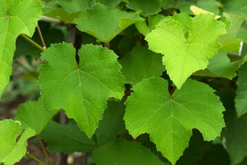 Grape leaves with vines