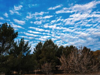 trees and sky