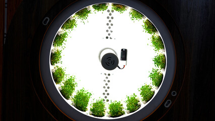 Microgreens garden cress seedling. Media. Close up of growing green edible plants in a spinning...