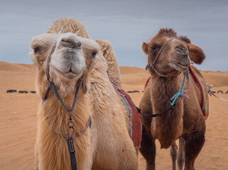 Close un portrait of the three funny camels in desert of Inner Mongolia, China