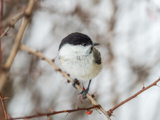 Cute bird the willow tit, song bird sitting on a branch without leaves in the winter.