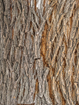 The texture of the bark of an old willow. Detailed bark texture. Natural background