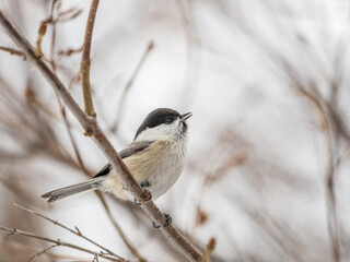 Cute bird the willow tit, song bird sitting on a branch without leaves in the winter.
