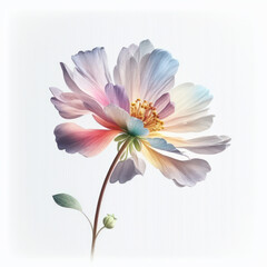 Elegant single cosmos flower with pastel petals and a bud on a white background. Generative AI