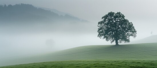 Naklejka premium Solitude of nature: majestic lone tree standing tall in mysterious foggy field